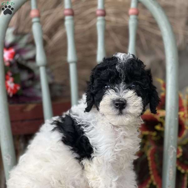 Hudson, Miniature Poodle Puppy